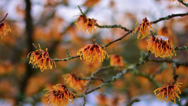 Winter gardening